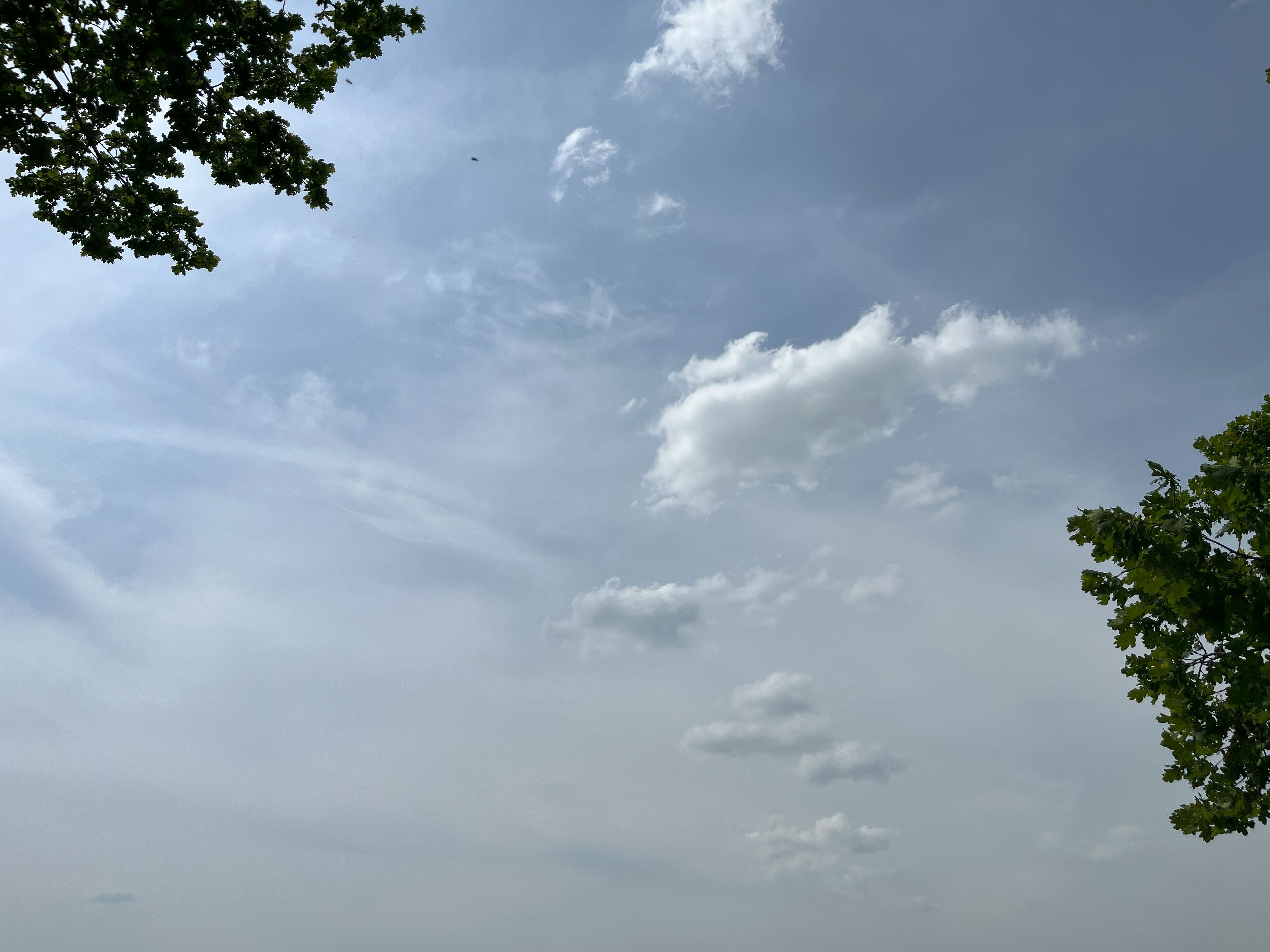Clouds in a blue sky framed by tree branches.