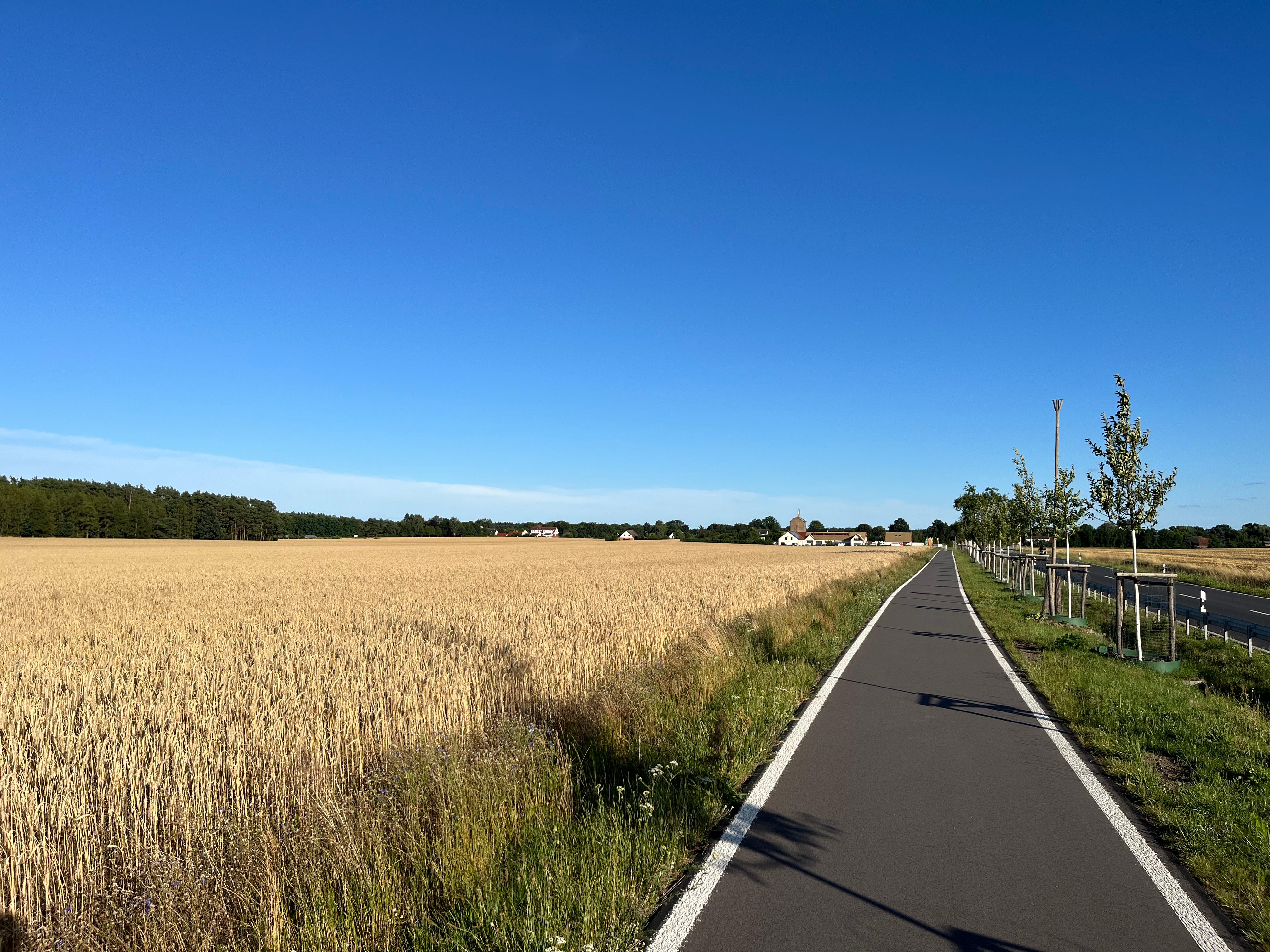 Bike path through golden fields under a clear blue sky.
